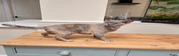Devon Rex cats for sale: Stunning beautiful Blue /cream female Devon Rex  - Advert 6