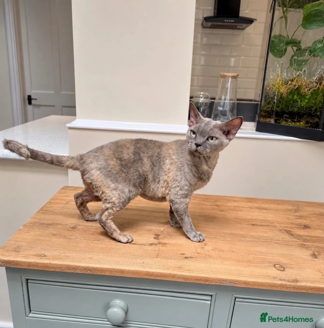 Devon Rex cats for sale: Stunning beautiful Blue /cream female Devon Rex  - Advert 6