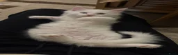 Maine Coon cats for sale: Beautiful White Maine Coon Kittens – Boy & Girl - Advert 12