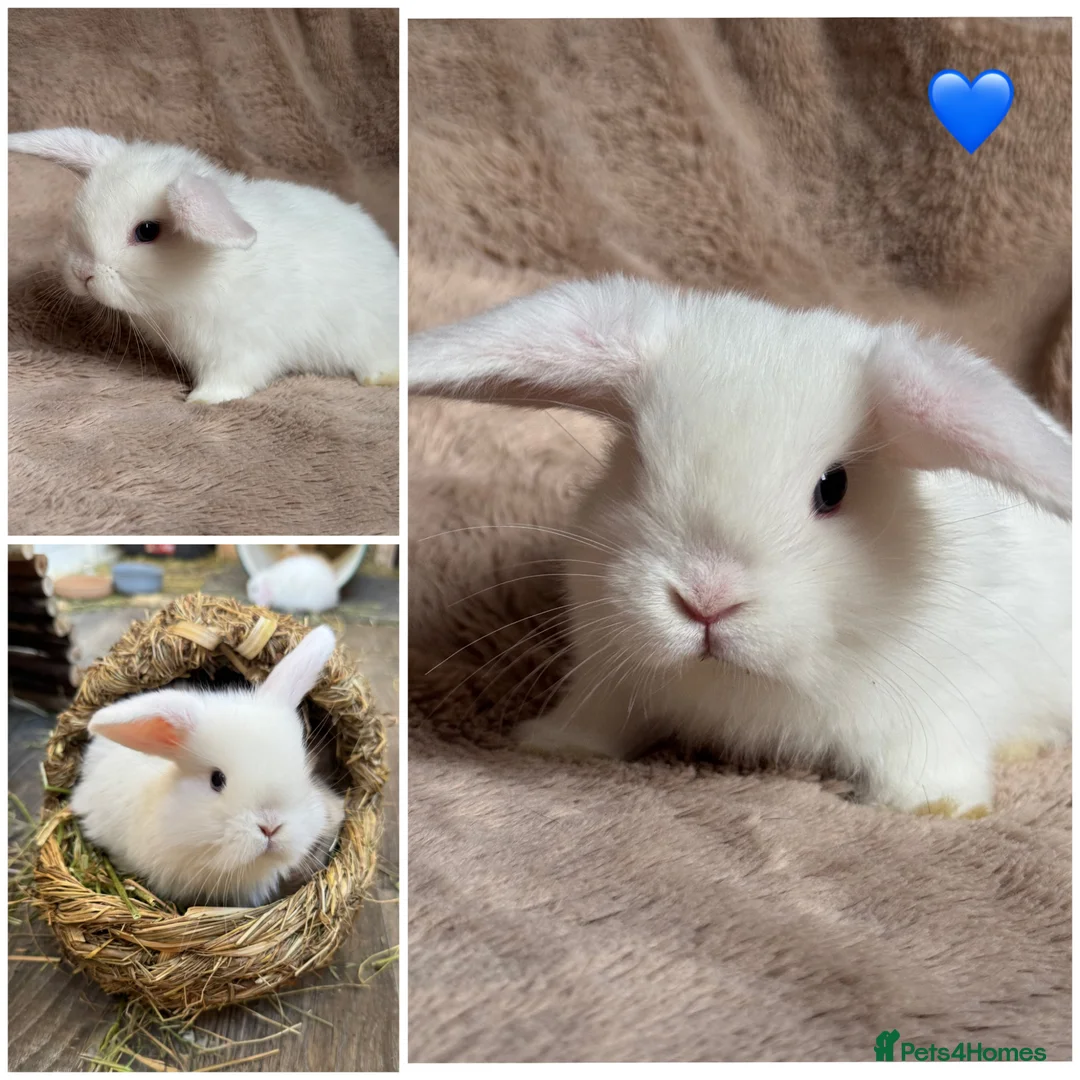 Mini Lop rabbits for sale: Beautiful mini lop babies available on may 28th - Advert 2