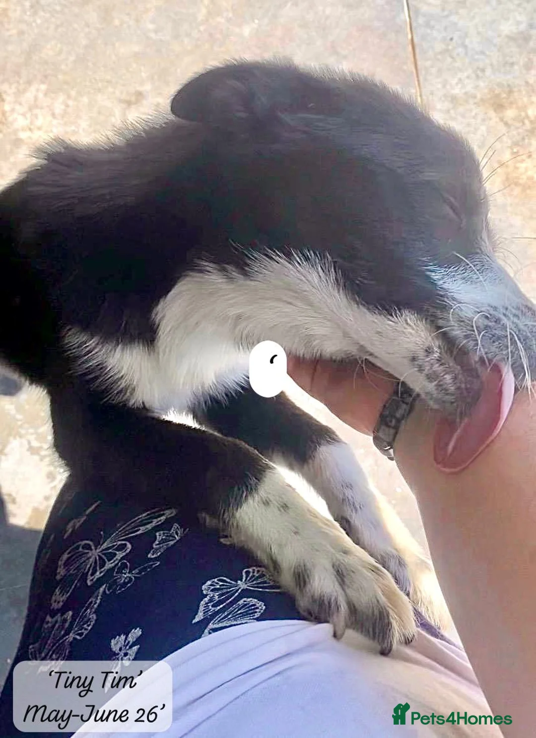 Mixed Breed dogs for adoption: Tiny Tim, 6-7 months. Available for adoption. in Brixham - Advert 2