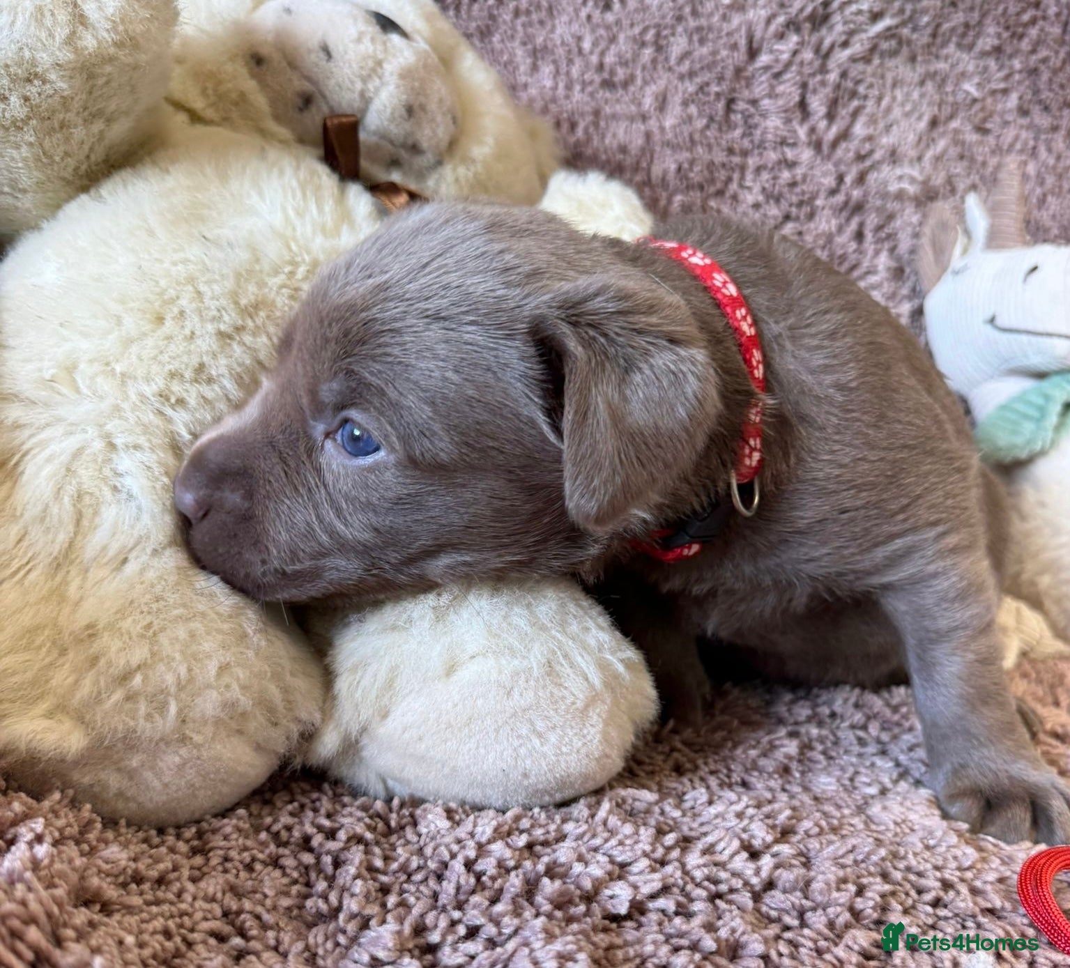 Labrador Retriever dogs RARE Stunning Silver & Charcoal Labrador Boy pups - Advert 18