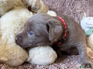 Labrador Retriever dogs RARE Stunning Silver & Charcoal Labrador Boy pups - Advert 18
