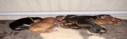 Cocker Spaniel dogs for sale: Cocker spaniel pups  - Advert 3