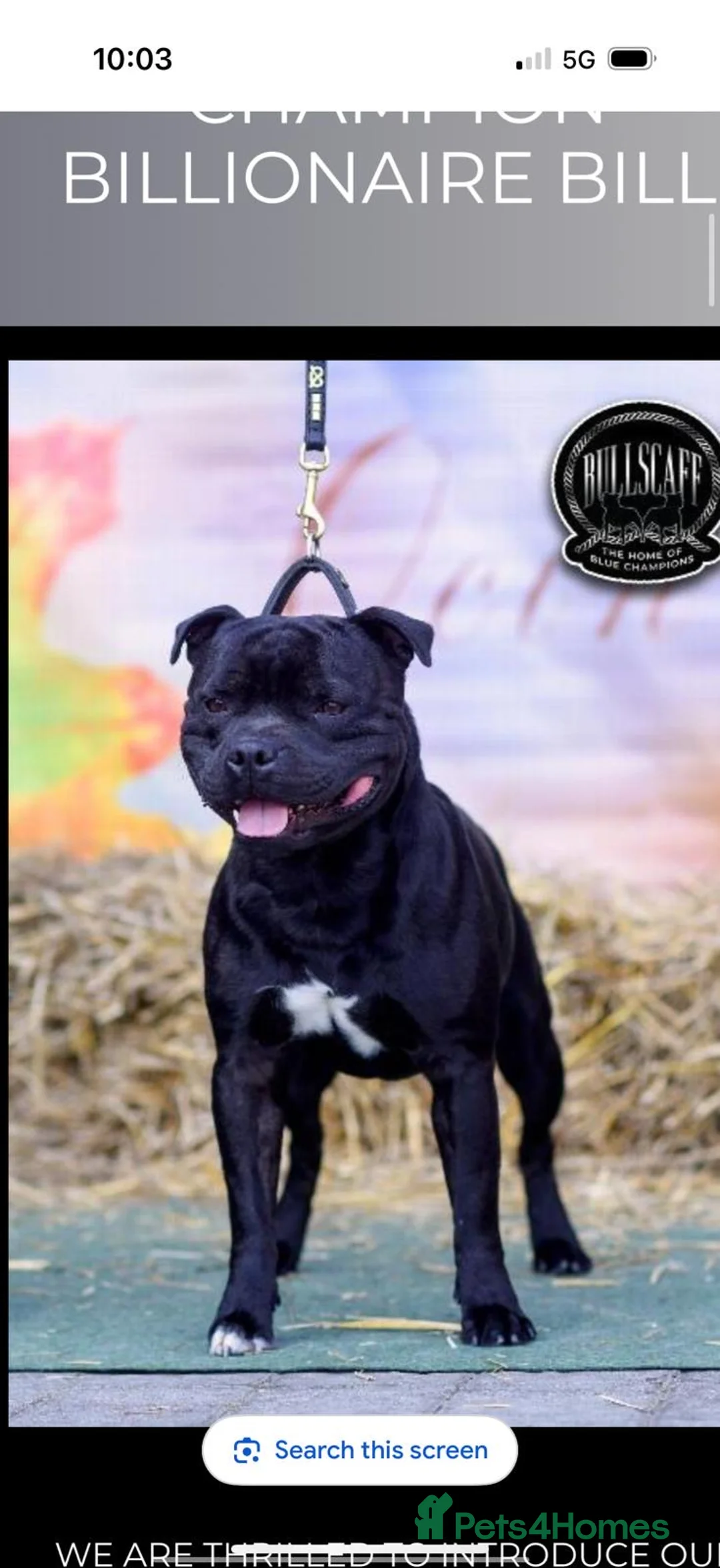 Staffordshire Bull Terrier dogs for sale: Litter of 9 blue and black staffy pups  - Advert 1