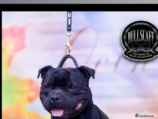 Staffordshire Bull Terrier dogs Litter of 9 blue and black staffy pups - Advert 7