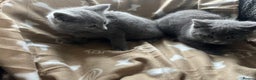 Russian Blue cats for sale: Stunning Russian blue cross kittens  - Advert 5