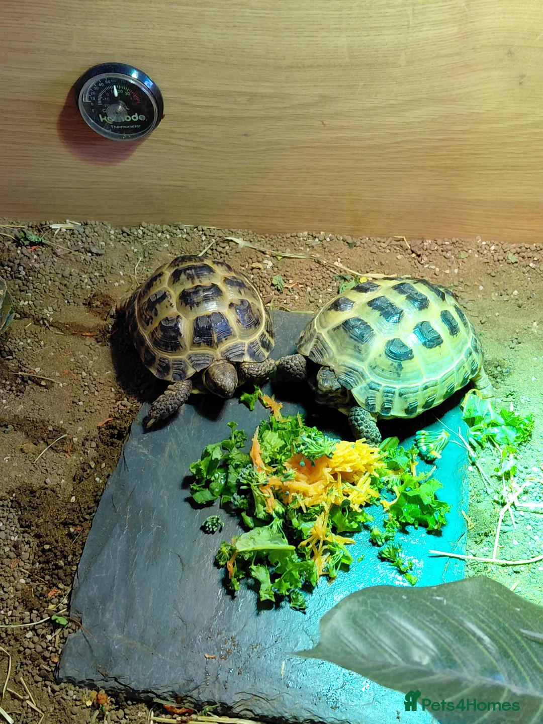 Tortoise reptiles for sale: Horsefield Tortoises  - Advert 5