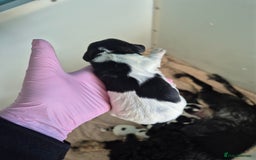 Cocker Spaniel dogs for sale: 6 beautiful Cocker puppies 🐶  - Image 13