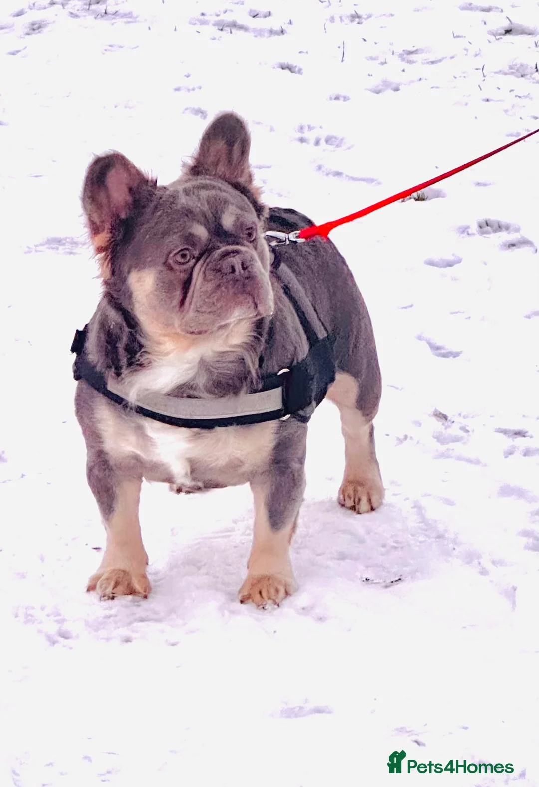 French Bulldog dogs for stud: Gizmo  - Advert 4