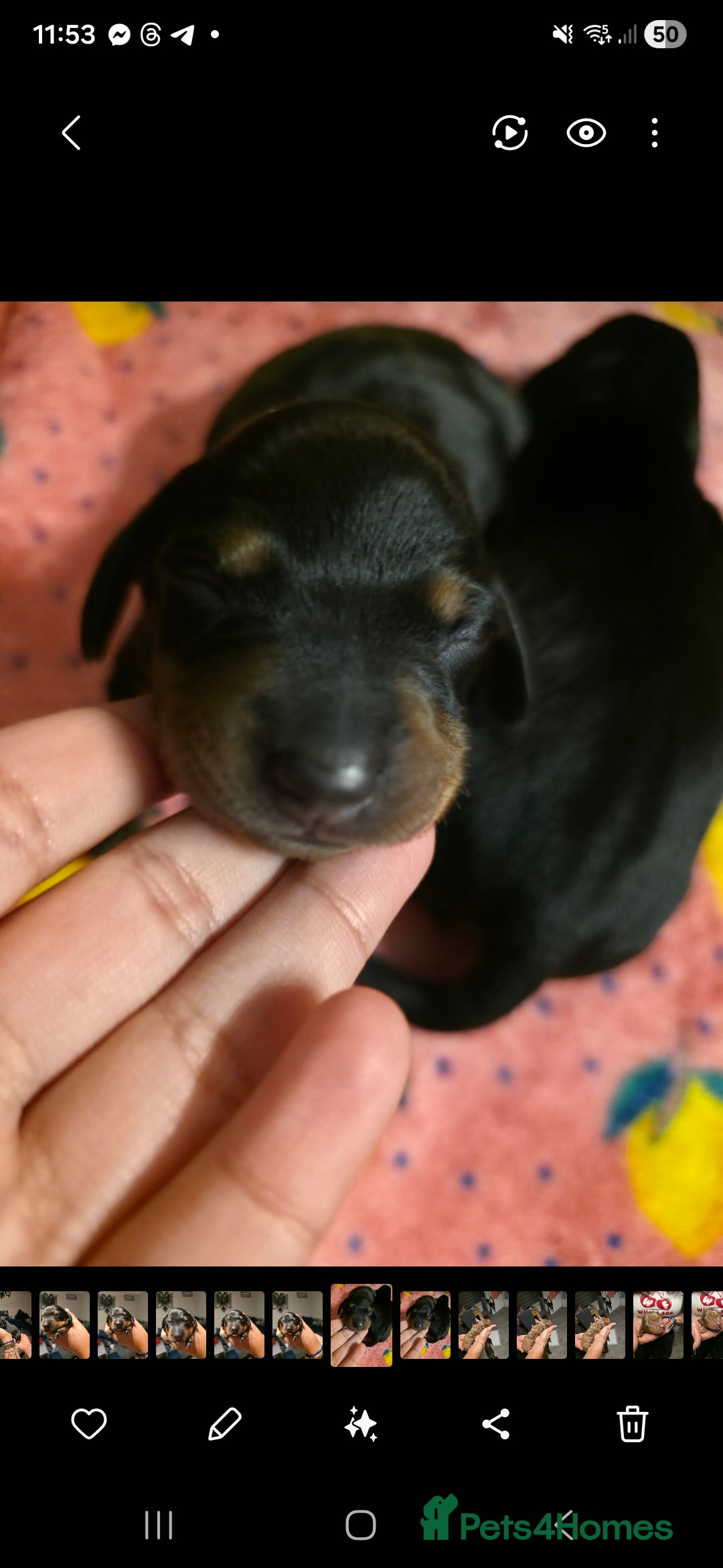 Miniature Dachshund dogs for sale: Miniature Dachshunds  - Advert 13