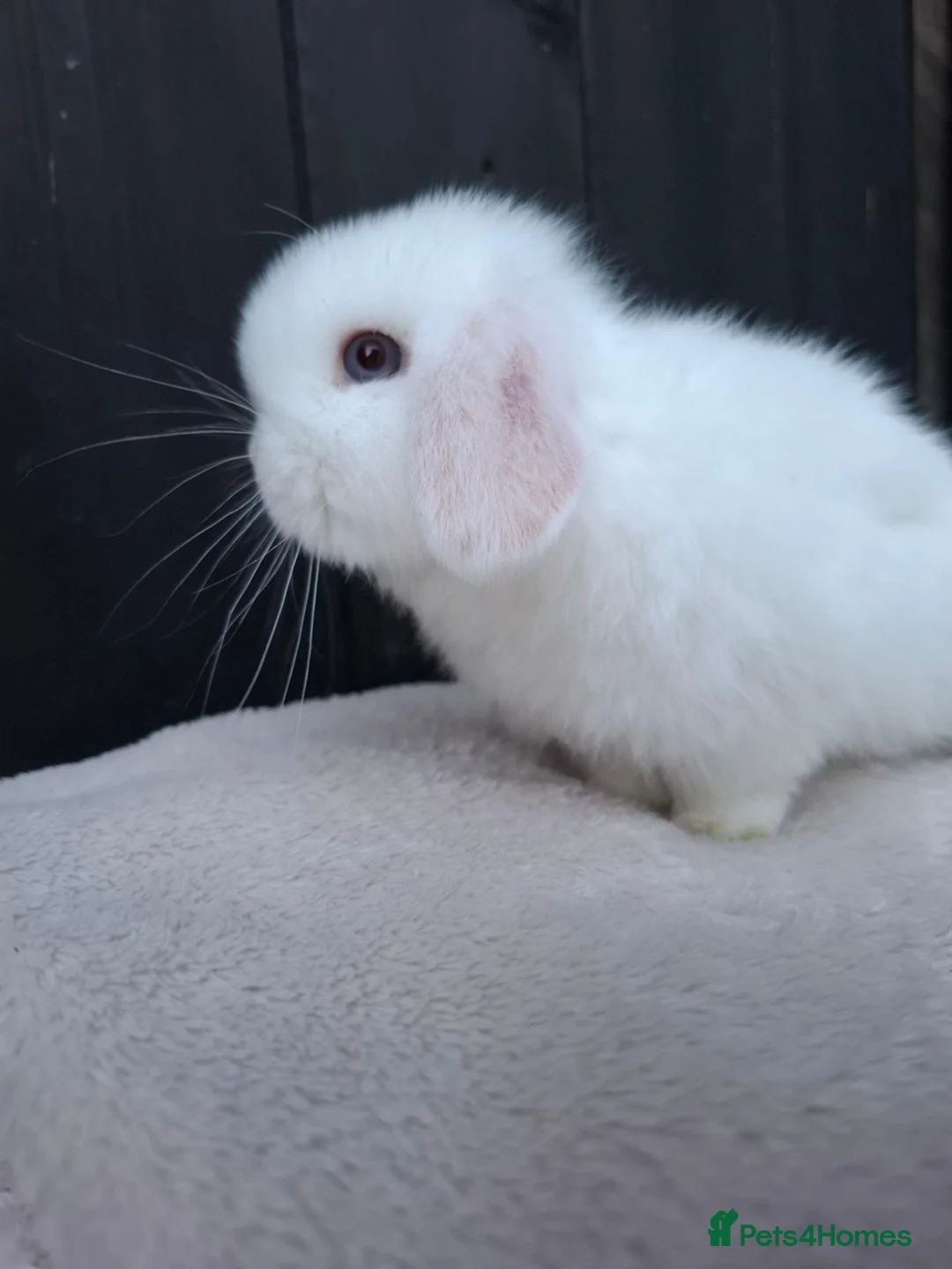 Mini Lop rabbits for sale: Mini lop baby boy avalible now - Advert 2