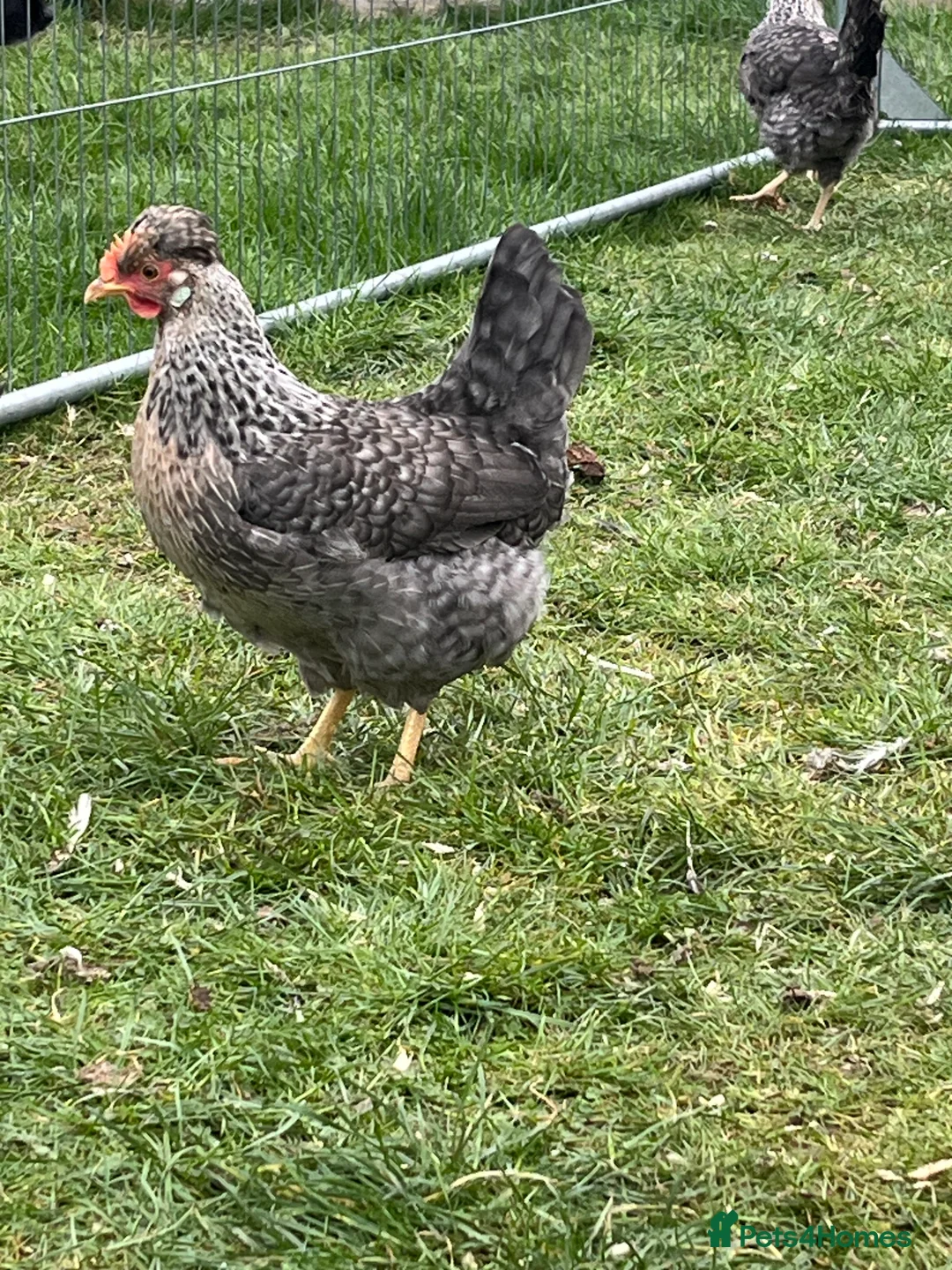 Chickens poultry for sale: Chickens - Advert 2