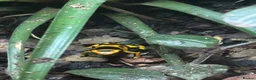 Frog reptiles for sale: Dendronates leucomelas - Advert 5
