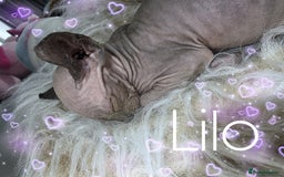 Sphynx cats for sale: 💙LITTLE BOY🩵Sphynx Kitten🩵TESTED 🐈  - Image 20