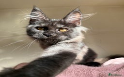 Maine Coon cats for sale: Pedigree GCCF Russian Import line Maine Coons - Image 12