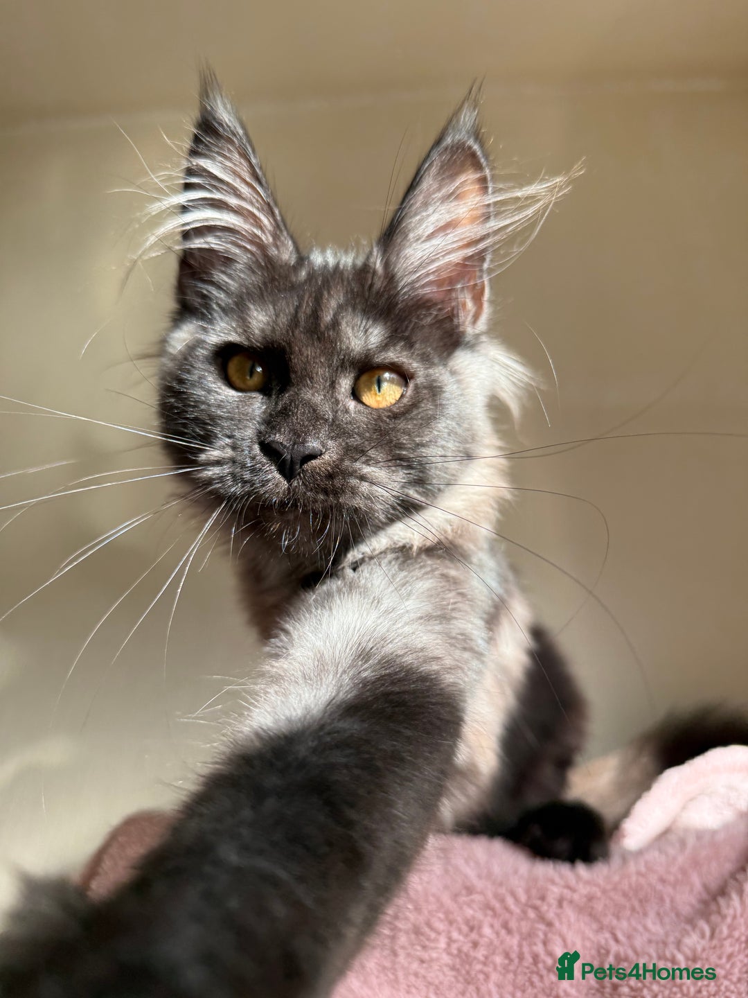 Maine Coon cats for sale: Pedigree GCCF Russian Import line Maine Coons - Image 12