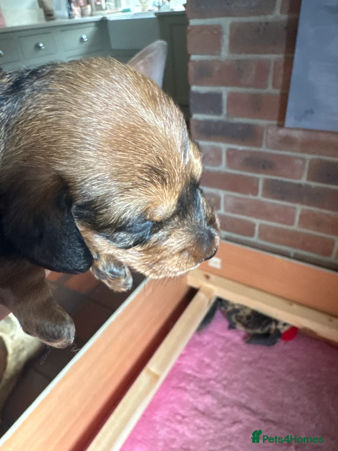 Dachshund dogs for sale: Miniature wire haired dachshunds - Advert 3