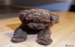 Toy Poodle dogs for sale: Poodle Toy Puppy calm, gentle, with full doc. - Image 13