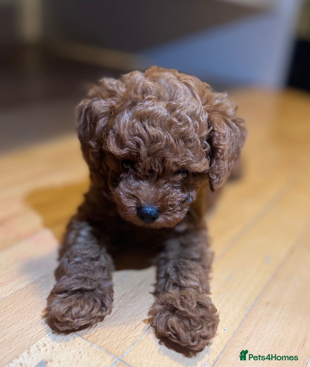 Toy Poodle dogs for sale: Poodle Toy Puppy calm, gentle, with full doc. - Image 13