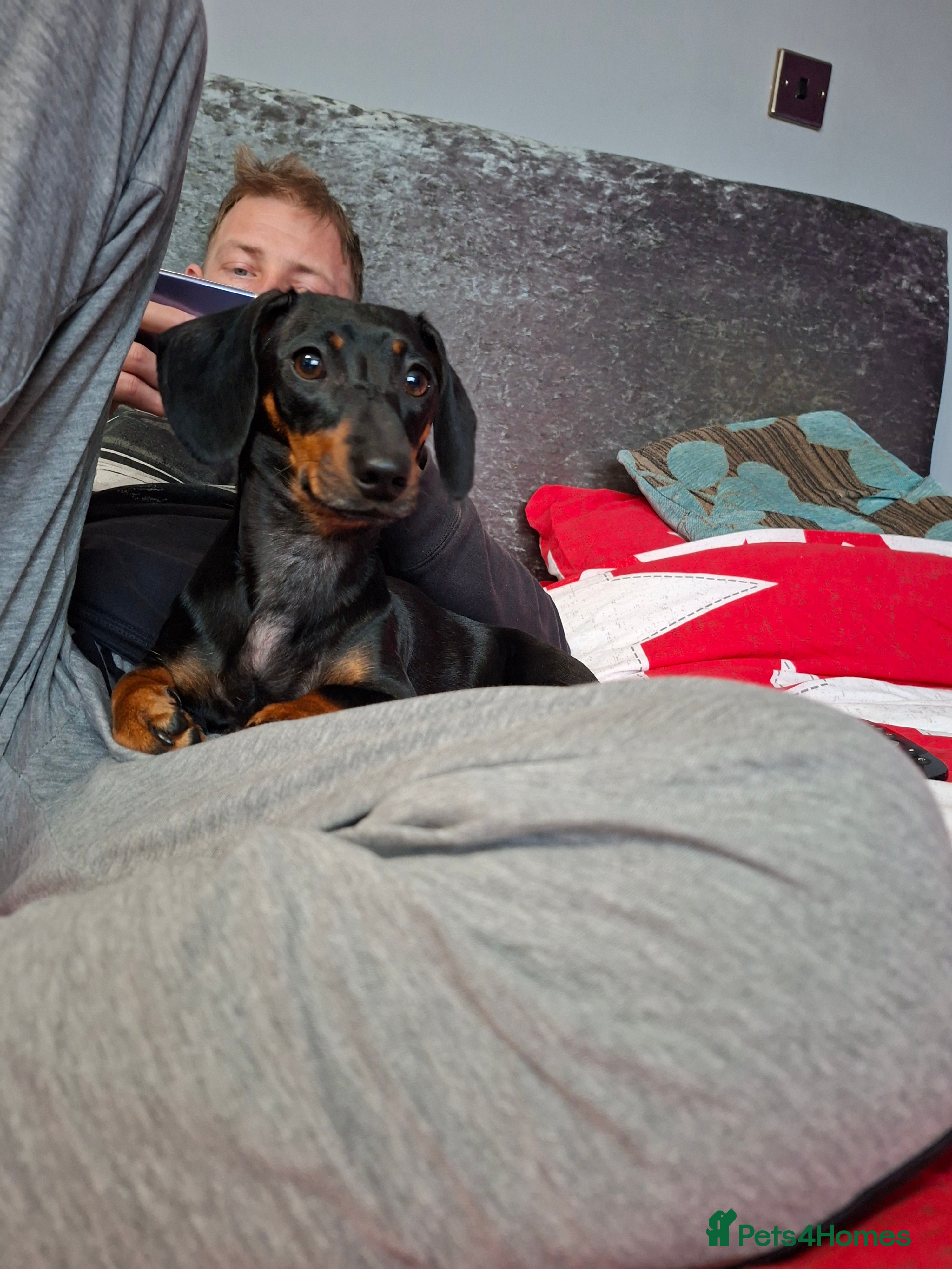 Miniature Dachshund dogs Mabel - Advert 2