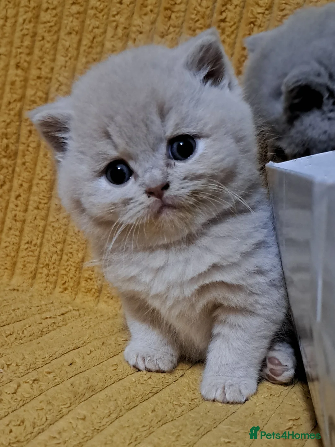 British Shorthair cats for sale: Chunky BSH kitten.PET ONLY - Advert 2