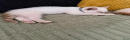 Mixed Breed cats for sale: Twin boys need to go together  - Advert 11