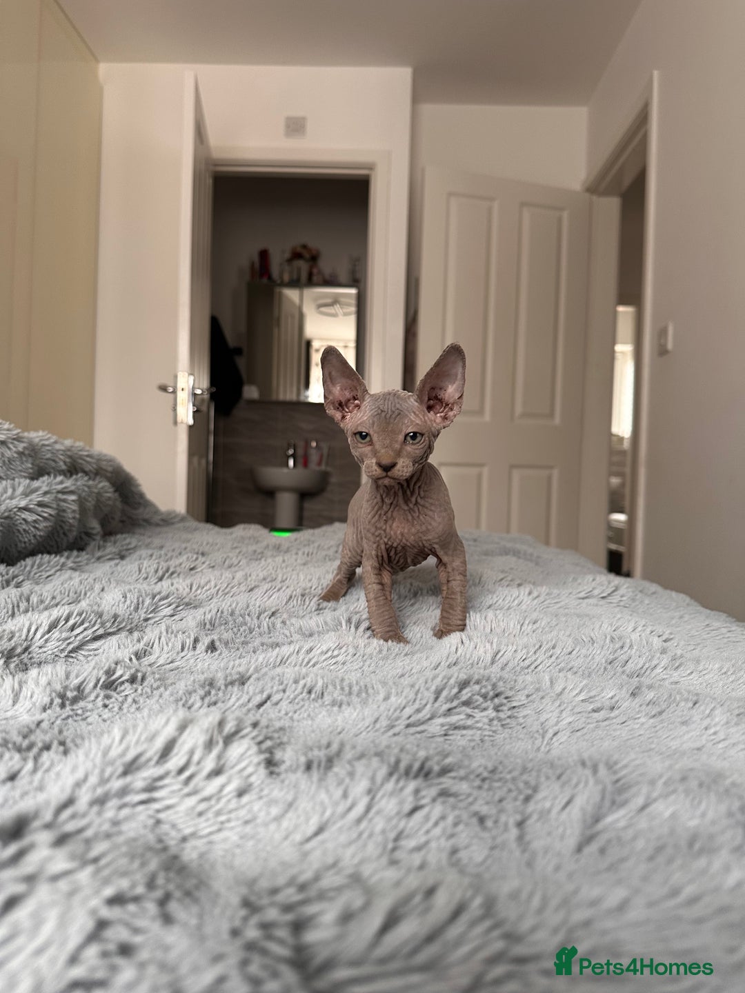 Sphynx cats for sale: Four 😍 SPHYNX kittens  - Image 18