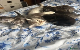 Mixed Breed cats for sale: British shorthair X British shorthair x Tabby - Image 33
