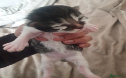 Mixed Breed cats for sale: Mixed breed kittens  - Image 5