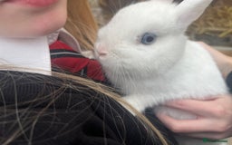 Netherland Dwarf rabbits for sale: Adult bunnies for sale - Image 10