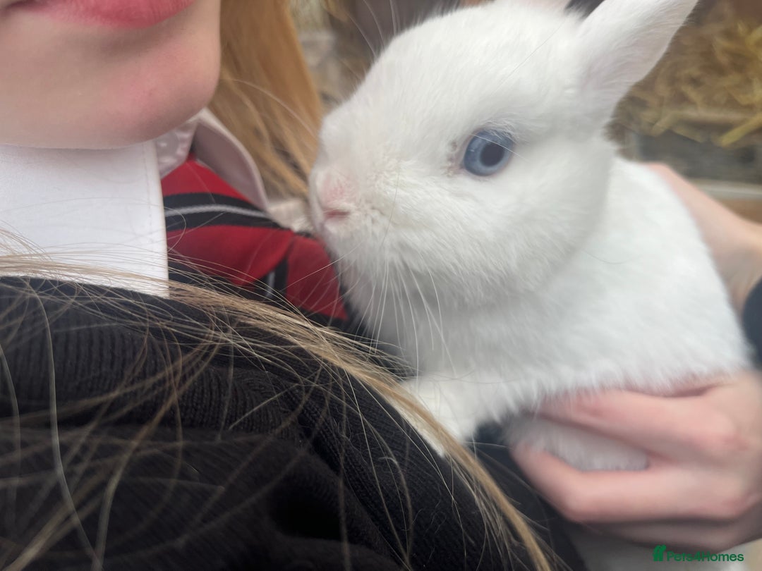 Netherland Dwarf rabbits for sale: Adult bunnies for sale - Image 10