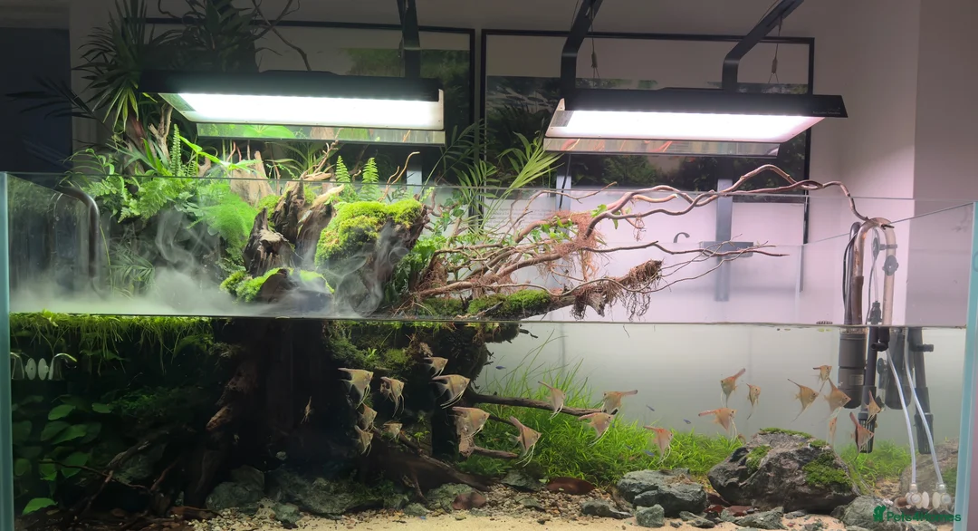 Angelfish fish for sale: Manacapuru Red Back Angelfish  in Stockton-on-Tees - Advert 3