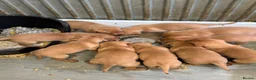 Labrador Retriever dogs for sale: Fox red Labradors  in Sheffield - Advert 7