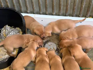 Labrador Retriever dogs Fox red Labradors - Advert 7