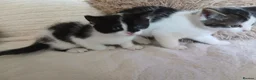 Mixed Breed cats for sale: Kittens for sale  in Middlesbrough - Advert 5