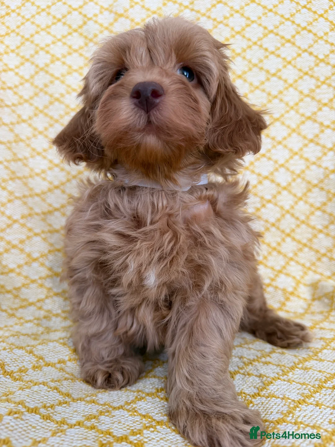 Maltipoo dogs for sale: Beautiful happy health tested Maltipoo fur babies  - Advert 20