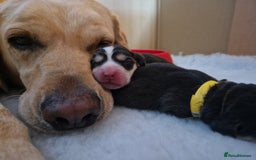 Cockerdor dogs for sale: Stunning Tri-coloured Cockerdors - Image 19