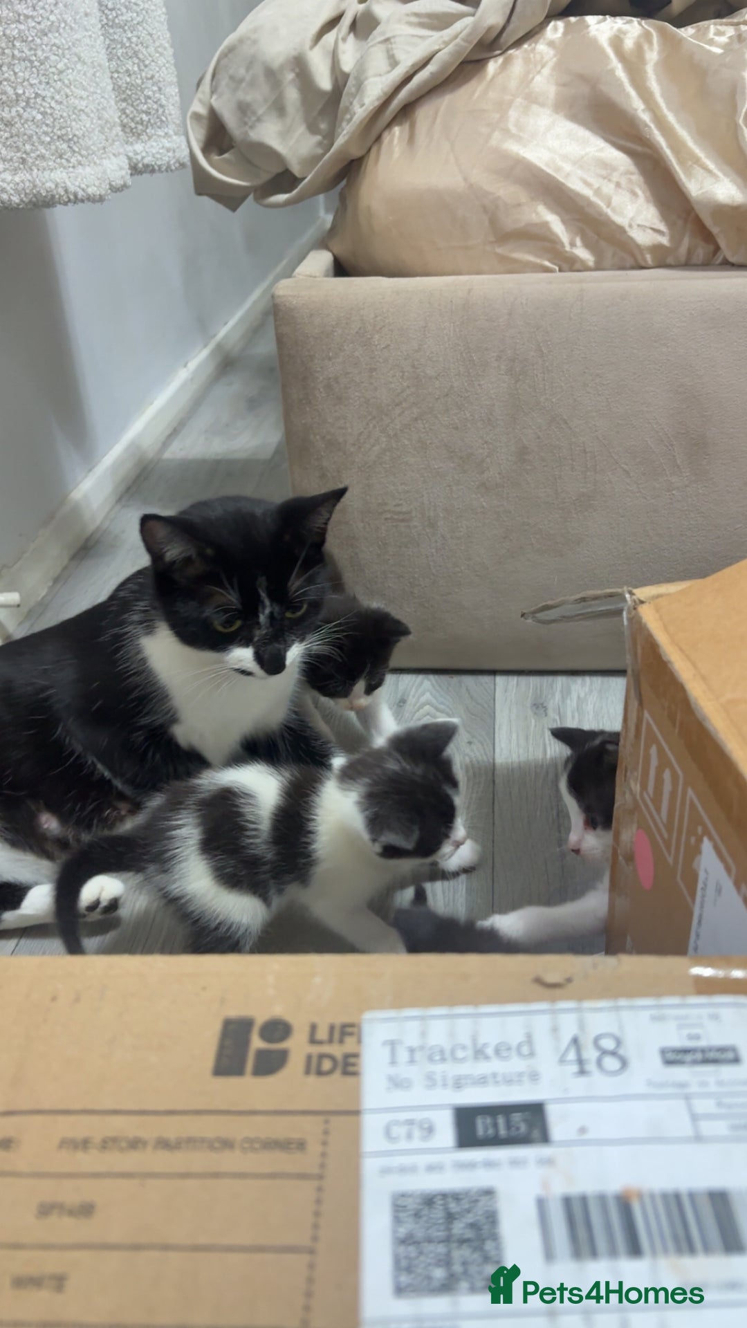 British Shorthair cats for sale: black and white gorgeous short hair kittens ready - Advert 7