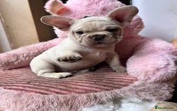 French Bulldog dogs for sale: Beautiful French Bulldog Puppies - Image 28