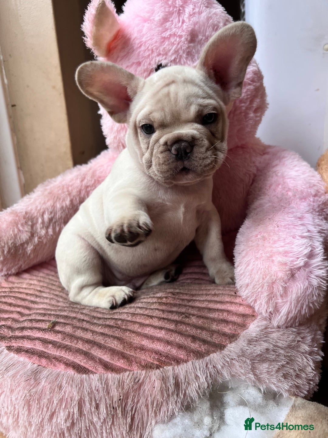 French Bulldog dogs for sale: Beautiful French Bulldog Puppies - Image 28