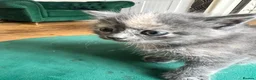 Mixed Breed cats for sale: Beautiful Persian Mix Kittens – 4 Boys & 3 Girls - Advert 18