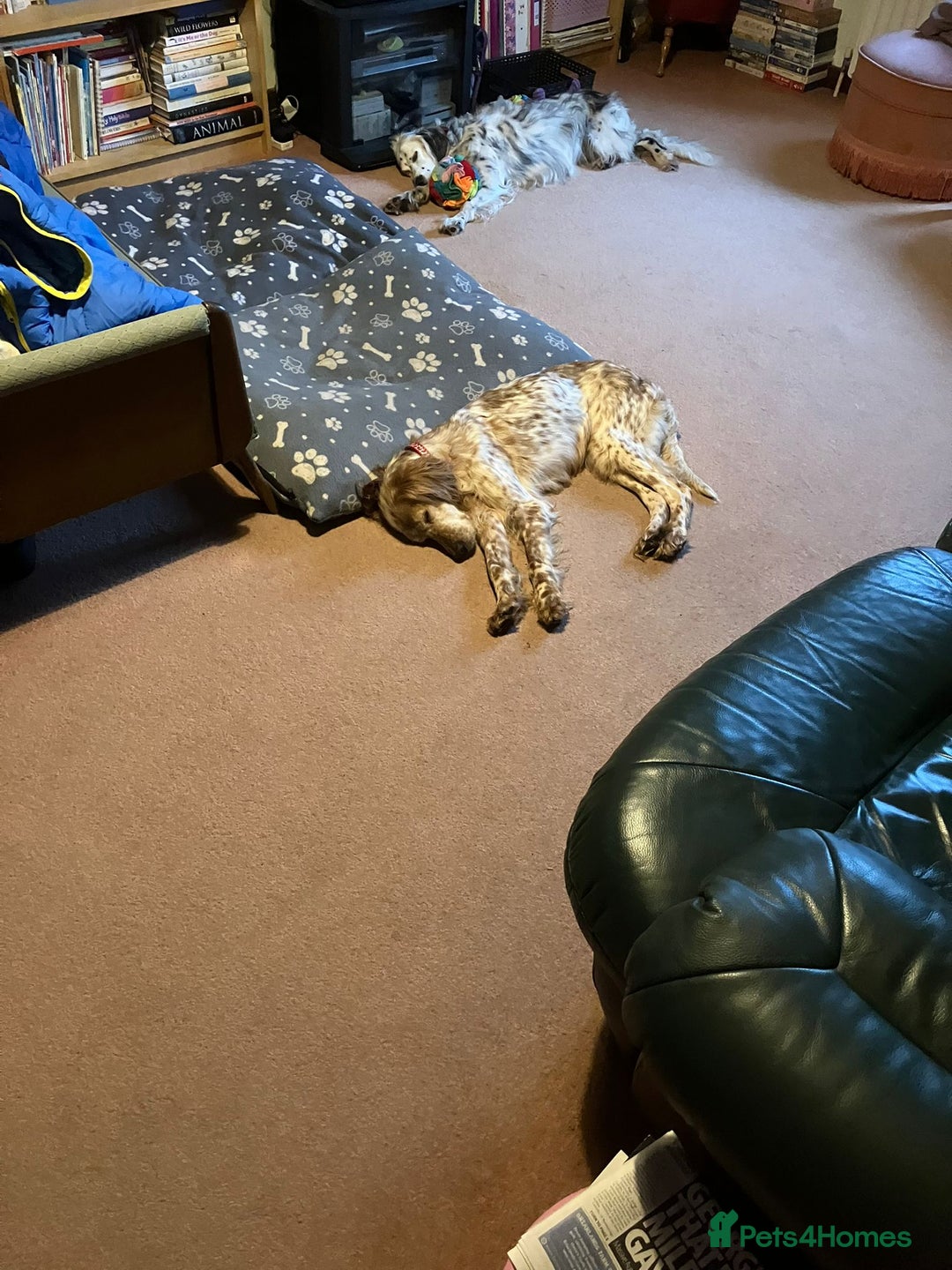 English Setter dogs for adoption: Hendy - Advert 13