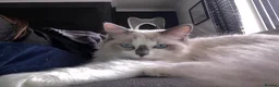 Ragdoll cats for sale: Ragdoll for sale - Advert 11