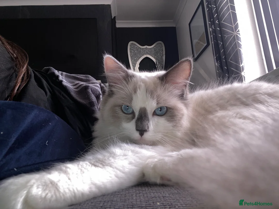 Ragdoll cats for sale: Ragdoll for sale - Advert 11