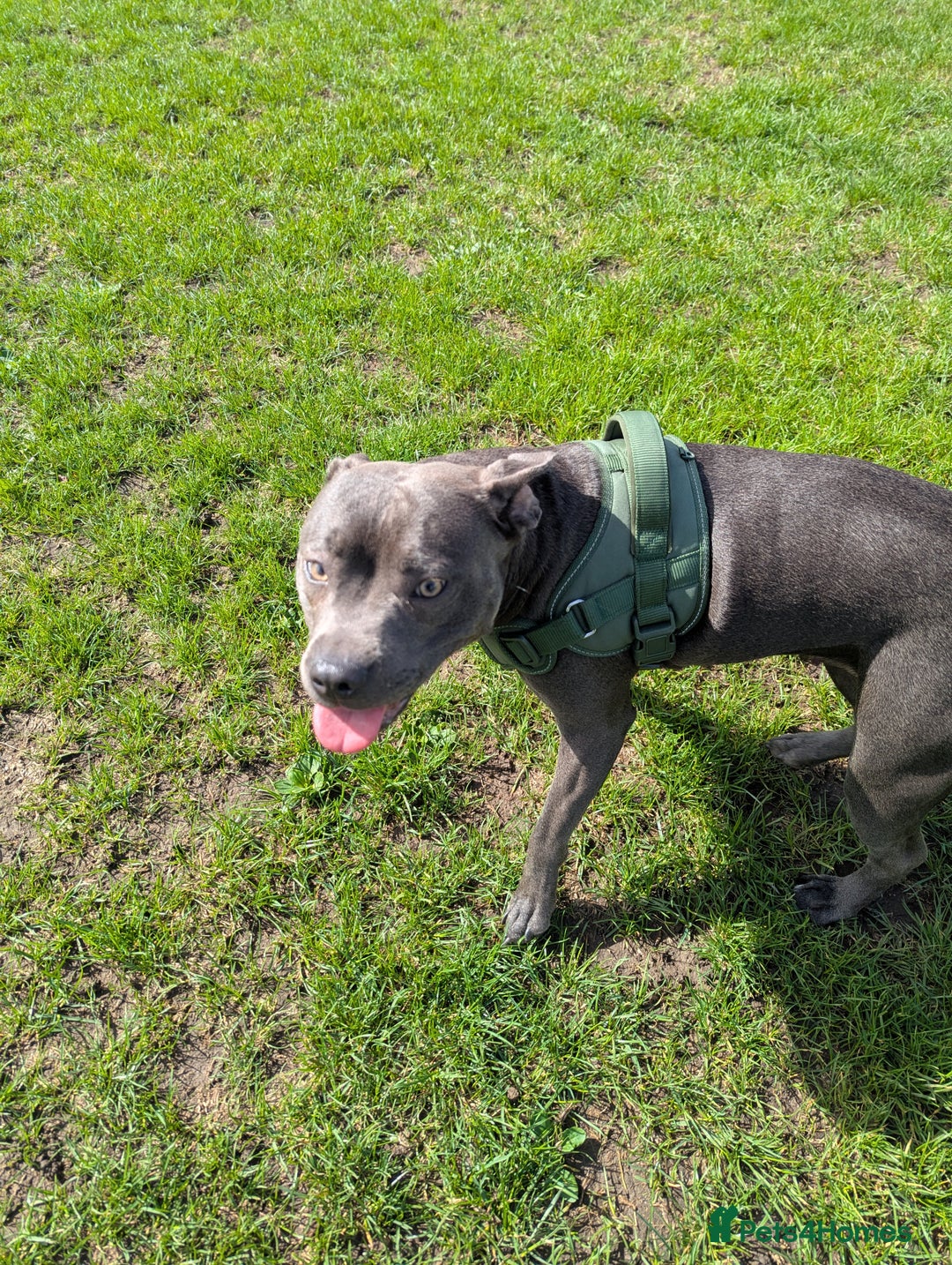 Staffordshire Bull Terrier dogs for sale: Blue female staff for sale  - Image 31
