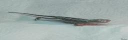 Bearded Dragon reptiles for sale: Beautiful babies for sale - Advert 3