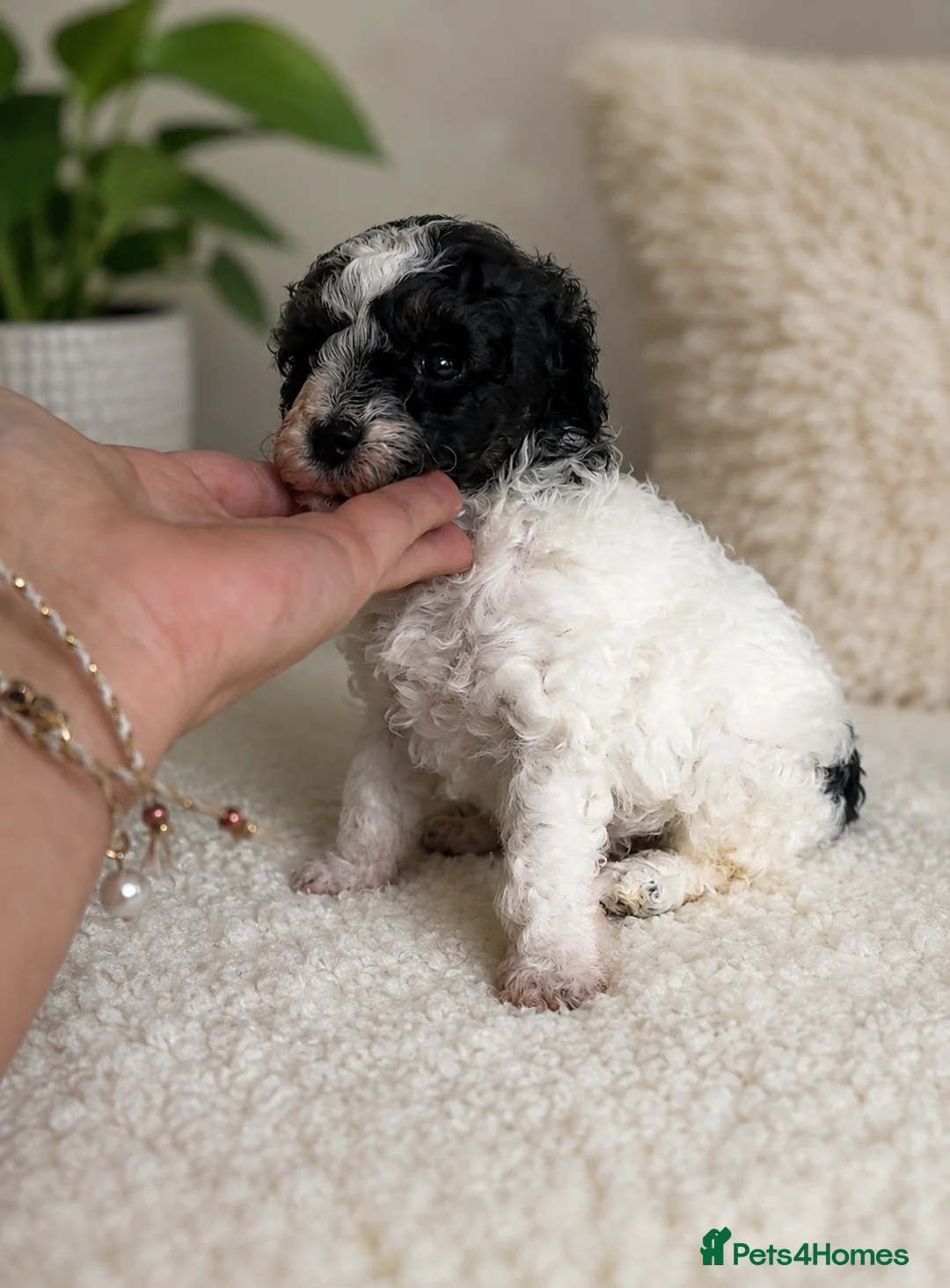 Toy Poodle dogs for sale: Two beautiful toy poodle girls  in Newtown - Advert 2