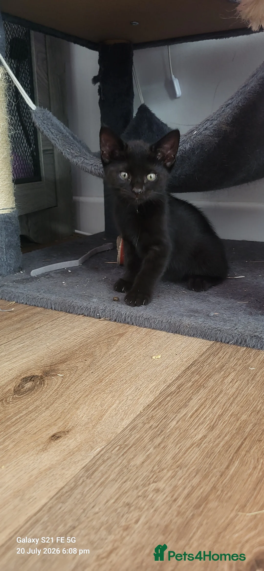 British Shorthair cats for sale: Beautiful playful mixed kittens  - Advert 2