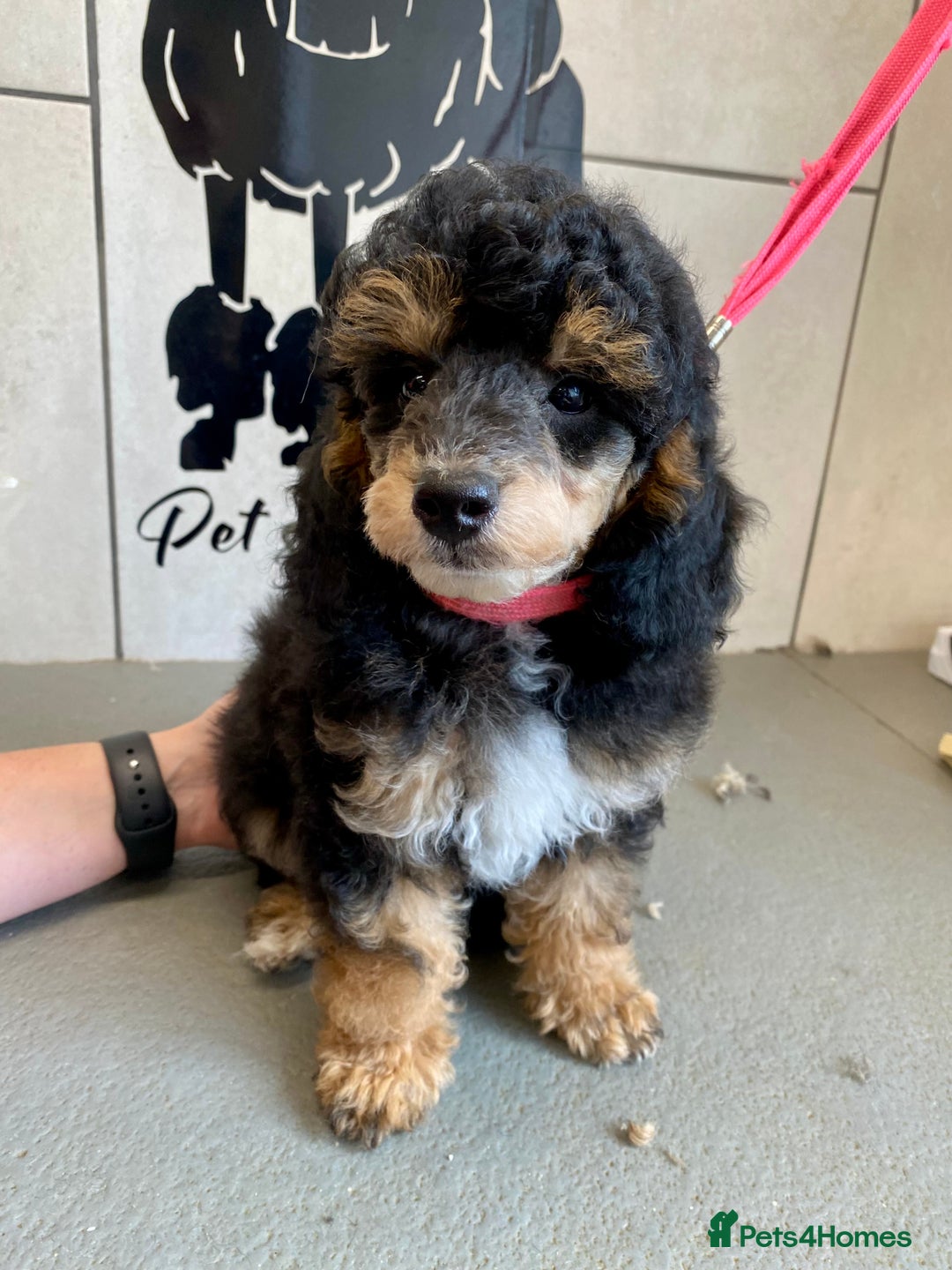 Toy Poodle dogs for sale: Gorgeously Pedigree Toy Poodle Babies - Image 1